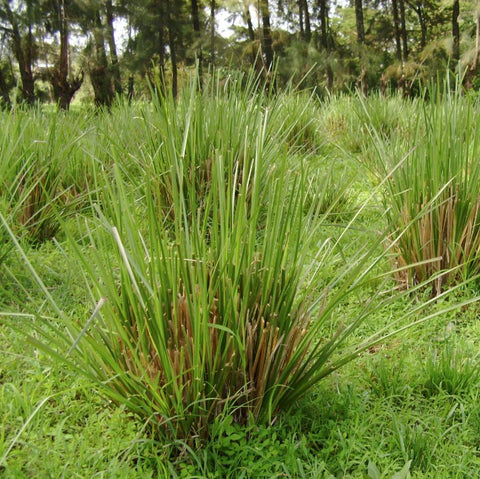 Aromatherapy - Chakra Oils - Root Chakra