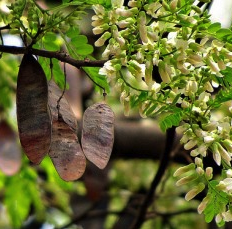 Aromatherapy - Chakra Oils - Sacral Chakra